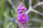 5dt34911 - Lythrum salicaria