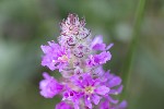 5dt34913 - Lythrum salicaria