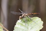 5dt34918 - Sympetrum sanguineum