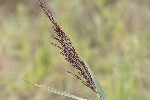 5dt34966 - Phragmites australis