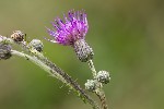 5dt34998 - Cirsium arvense