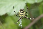 5dt35061 - Argiope bruennichi