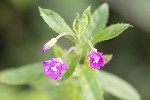 5dt35126 - Epilobium hirsutum