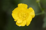 5dt35135 - Ranunculus acris