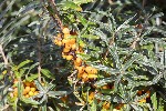 5dt35174 - Hippophae rhamnoides