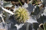 5dt35194 - Eryngium maritimum