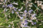 5dt35226 - Limonium vulgare