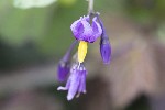 5dt35251 - Solanum dulcamara