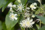 5dt35354 - Clematis vitalba