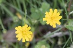 5dt35404 - Scorzoneroides autumnalis