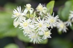 5dt35408 - Clematis vitalba