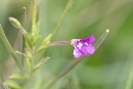 5dt35503 - Epilobium hirsutum