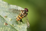 5dt35662 - Episyrphus balteatus