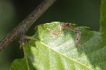 5dt35747 - Stigmella samiatella