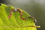 5dt35748 - Stigmella samiatella