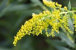 5dt35755 - Solidago canadensis