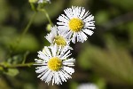 5dt35775 - Erigeron annuus