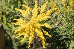 5dt35779 - Solidago canadensis