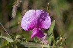 5dt35795 - Lathyrus latifolius