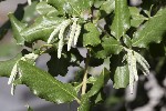 5dt35895 - Garrya elliptica