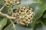 5dt35966 - Hedera helix