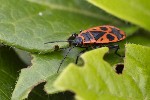 5dt36009 - Pyrrhocoris apterus