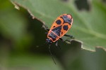 5dt36010 - Pyrrhocoris apterus