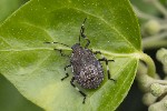 5dt36022 - Halyomorpha halys