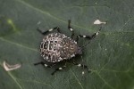 5dt36025 - Halyomorpha halys