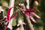 5dt36167 - Cercis siliquastrum