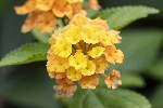 5dt36224 - Lantana camara