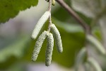 5dt36254 - Corylus avellana