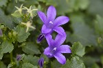 5dt36270 - Campanula portenschlagiana