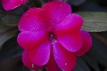 5dt36272 - Impatiens hawkeri