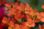 5dt36274 - Kalanchoe blossfeldiana