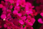 5dt36279 - Kalanchoe crenata