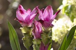 5dt36285 - Curcuma alismatifolia