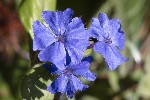 5dt36291 - Ceratostigma plumbaginoides