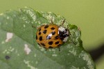 5dt36358 - Harmonia axyridis