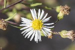 5dt36540 - Symphyotrichum pilosum