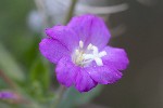 5dt36556 - Epilobium hirsutum