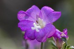 5dt36587 - Epilobium hirsutum