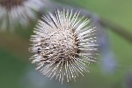 5dt36592 - Arctium lappa