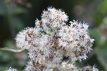 5dt36609 - Eupatorium cannabinum