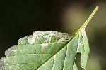 5dt36617 - Liriomyza eupatorii