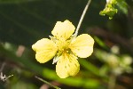 5dt36720 - Potentilla erecta