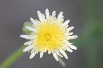 5dt36760 - Sonchus oleraceus