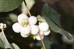 5dt36773 - Symphoricarpos racemosus