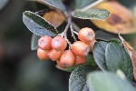 5dt36883 - Cotoneaster franchetii