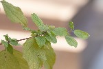 5dt36908 - Cornus amomum